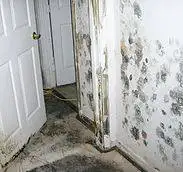 mold cleanup atlanta